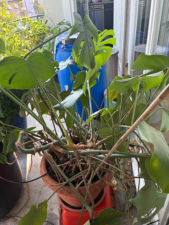 Pflanzen & Samen: Monstera Zimmerpflanze – Gebraucht aus Basel von sdu_27hg 2