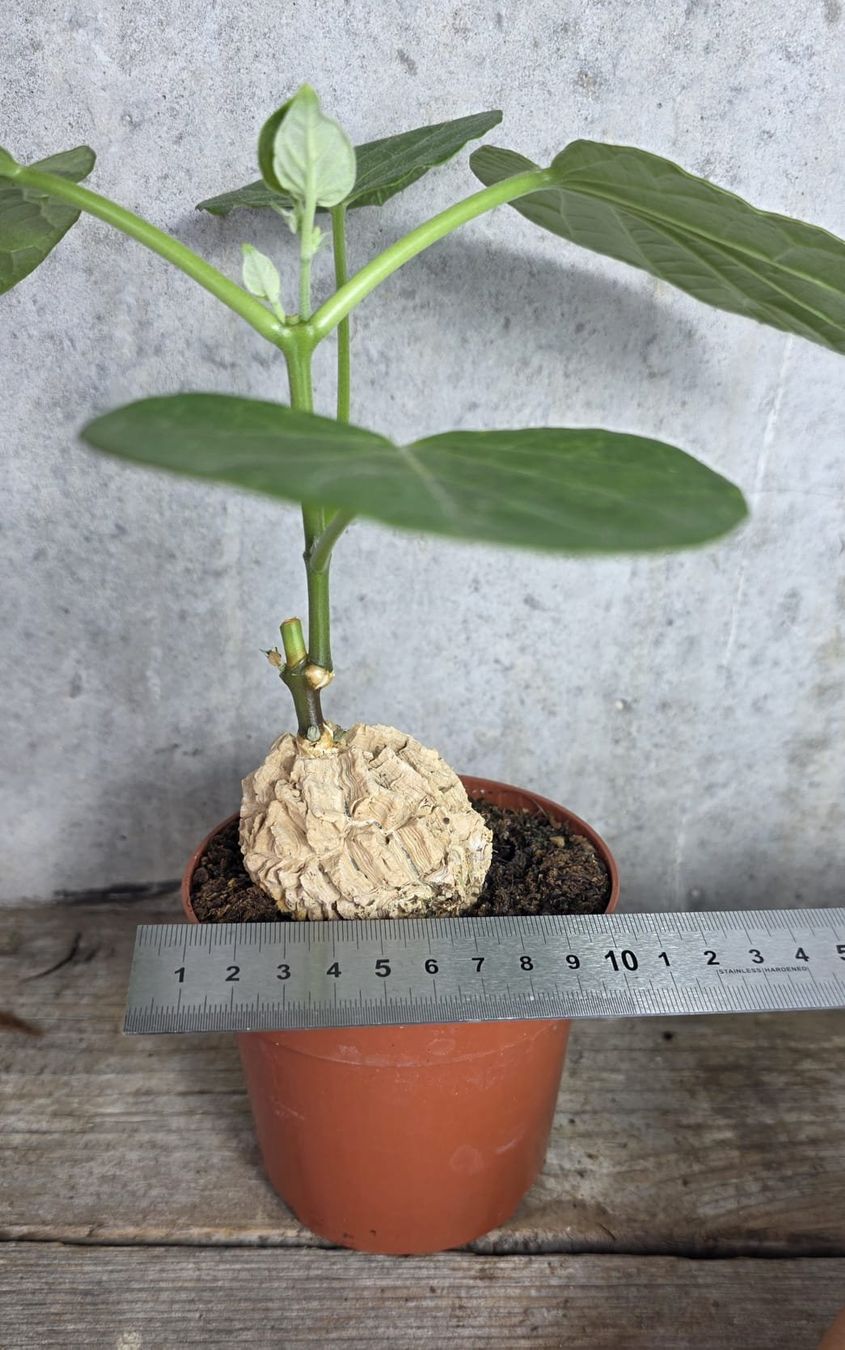 Pflanzen & Samen: Matelea cyclophylla – Neu (gemäss Beschreibung) aus St.Erhard von Plumilandschweiz 4