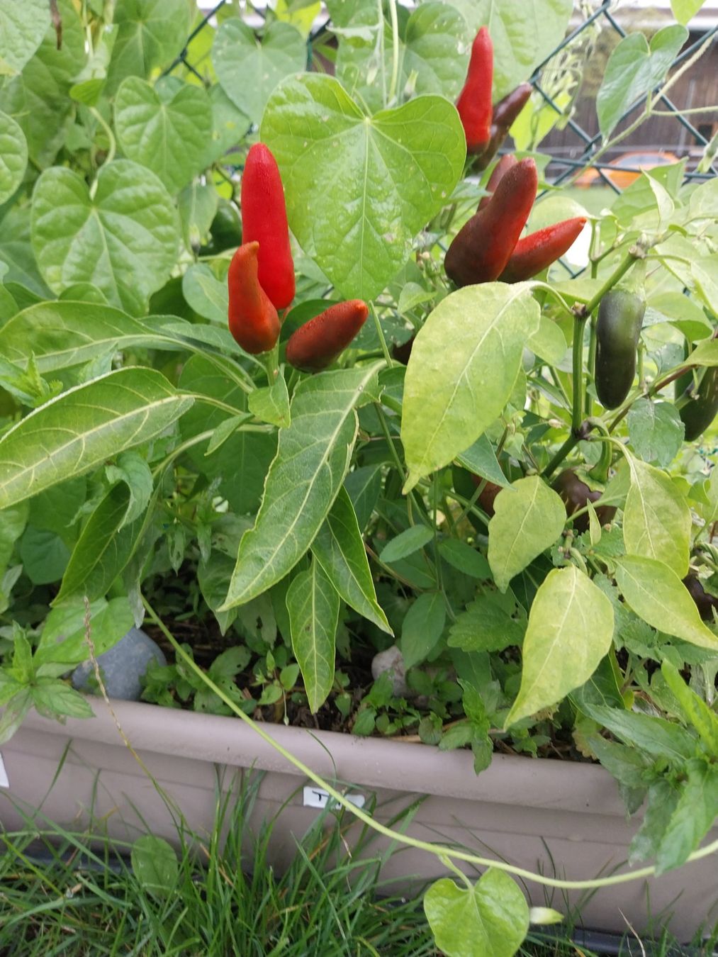 Piante & sementi: Thai Chili 10 Samen – Usato da Schwaderloch venduto da bademeister79 2