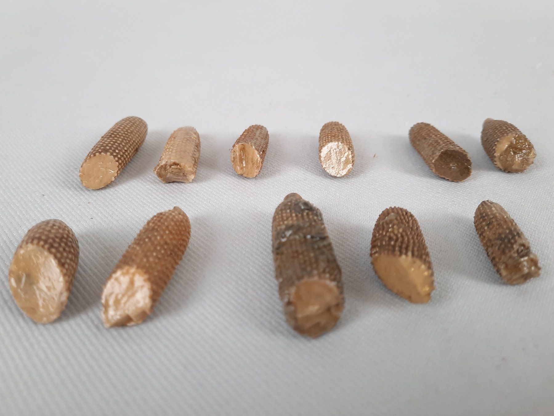 Fossili: Diverse Fossilien – Usato da Beinwil am See venduto da Restwert_Beinwil 2