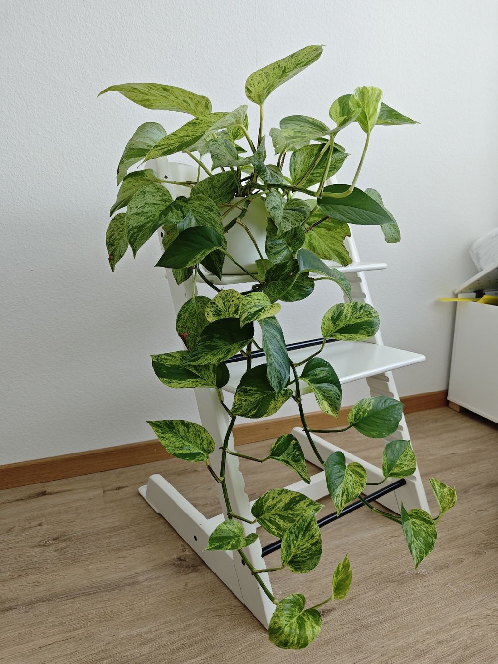 Pflanzen & Samen: Epipremnum Marble Queen – Gebraucht aus Volketswil von Deal.Ecke