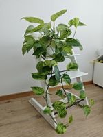 Epipremnum Marble Queen