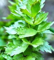 20 Samen Graines Semi RARE LIEBSTOCK “Wild Berg Sellerie”