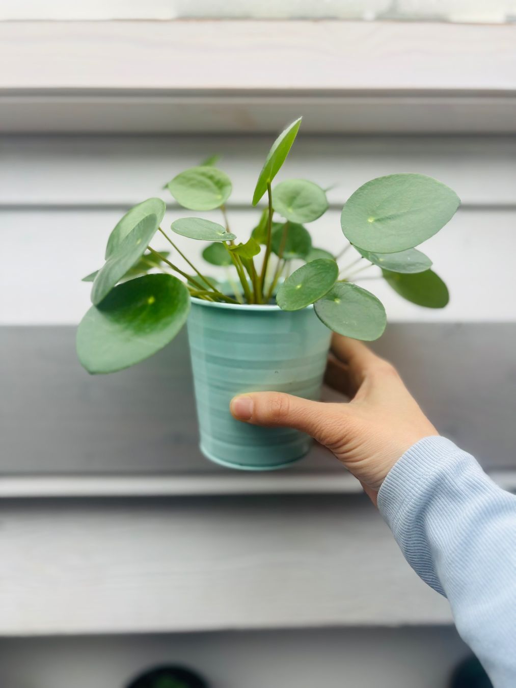 brokkolisamen sprossen Bio Brokkolisprossen Samen 20g kaufen ➤ Bio-zertifiziert main image 0