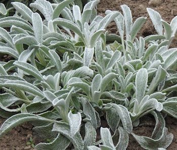 Plantes & graines: Griechischer Bergtee - Sideritis syriaca - 60 Samen – Neuf avec emballage d'origine à Sumiswald par Cham14559 2