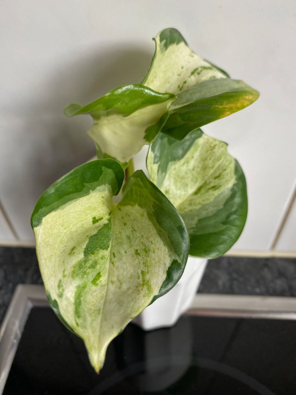 Pflanzen & Samen: Epipremnum Manjula, bewurzelter Steckling – Neu (gemäss Beschreibung) aus Winterthur von Aniger 6