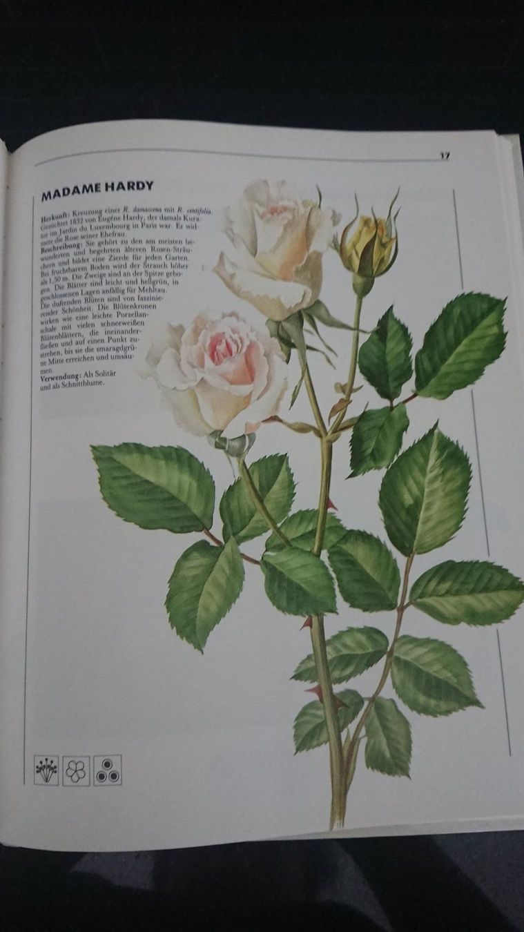 Libri: Rosen – Usato da Kradolf venduto da oxanab 3