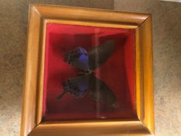 Schmetterling im Holzrahmen rot hinterlegt guter Zustand