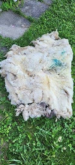 Lana: Rohwolle Schaf – Usato da Duggingen venduto da lot-of-fun
