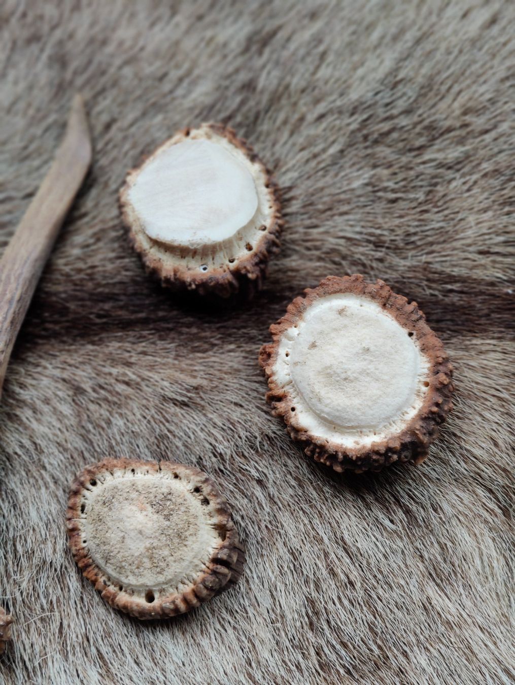 Kits de loisir créatif: Reh geweih und Hirsch Rosen zum Basteln oder Dekorieren – D'occasion à Kaltbrunn par Reimin85 1