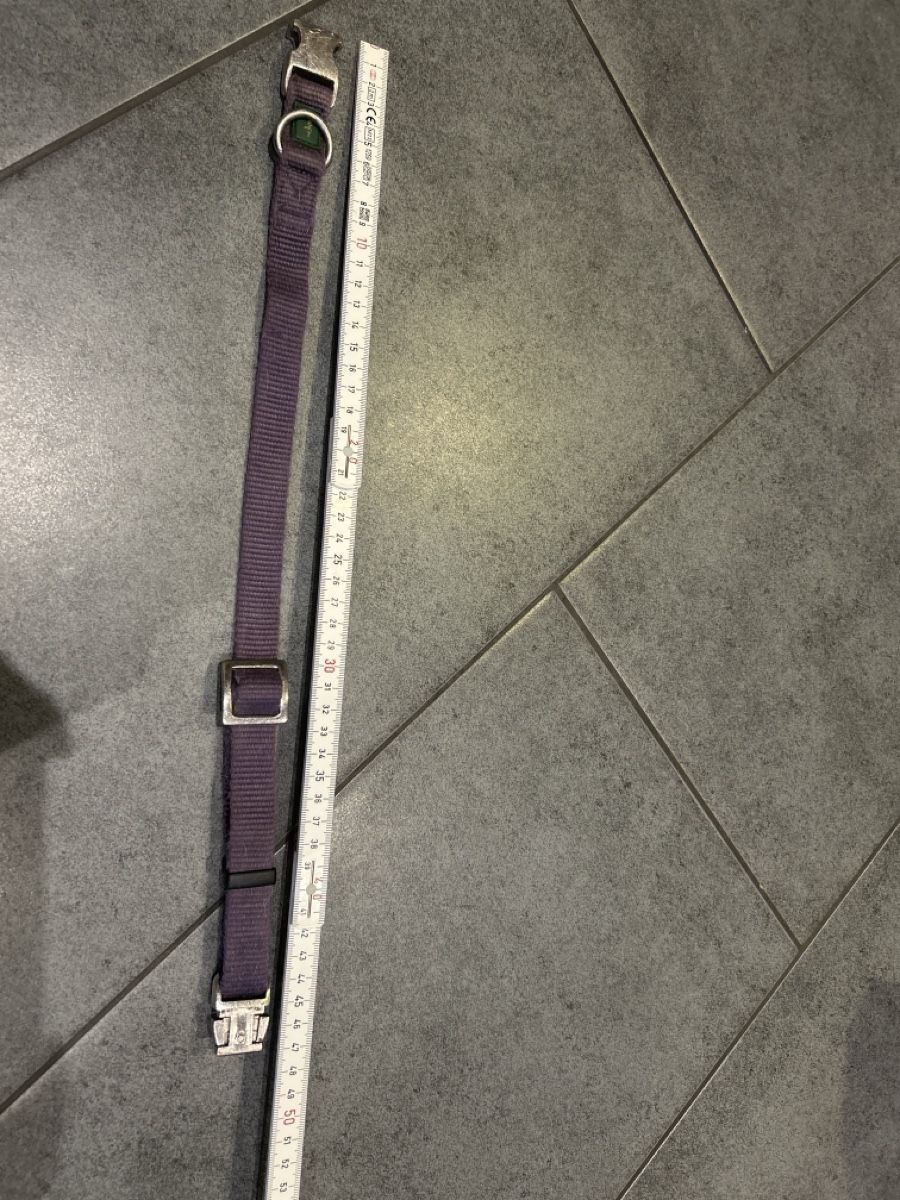 Guinzagli & Collari: Hunter  Halsband, violett Grösse M – Usato da Mühledorf SO venduto da Dania77 5