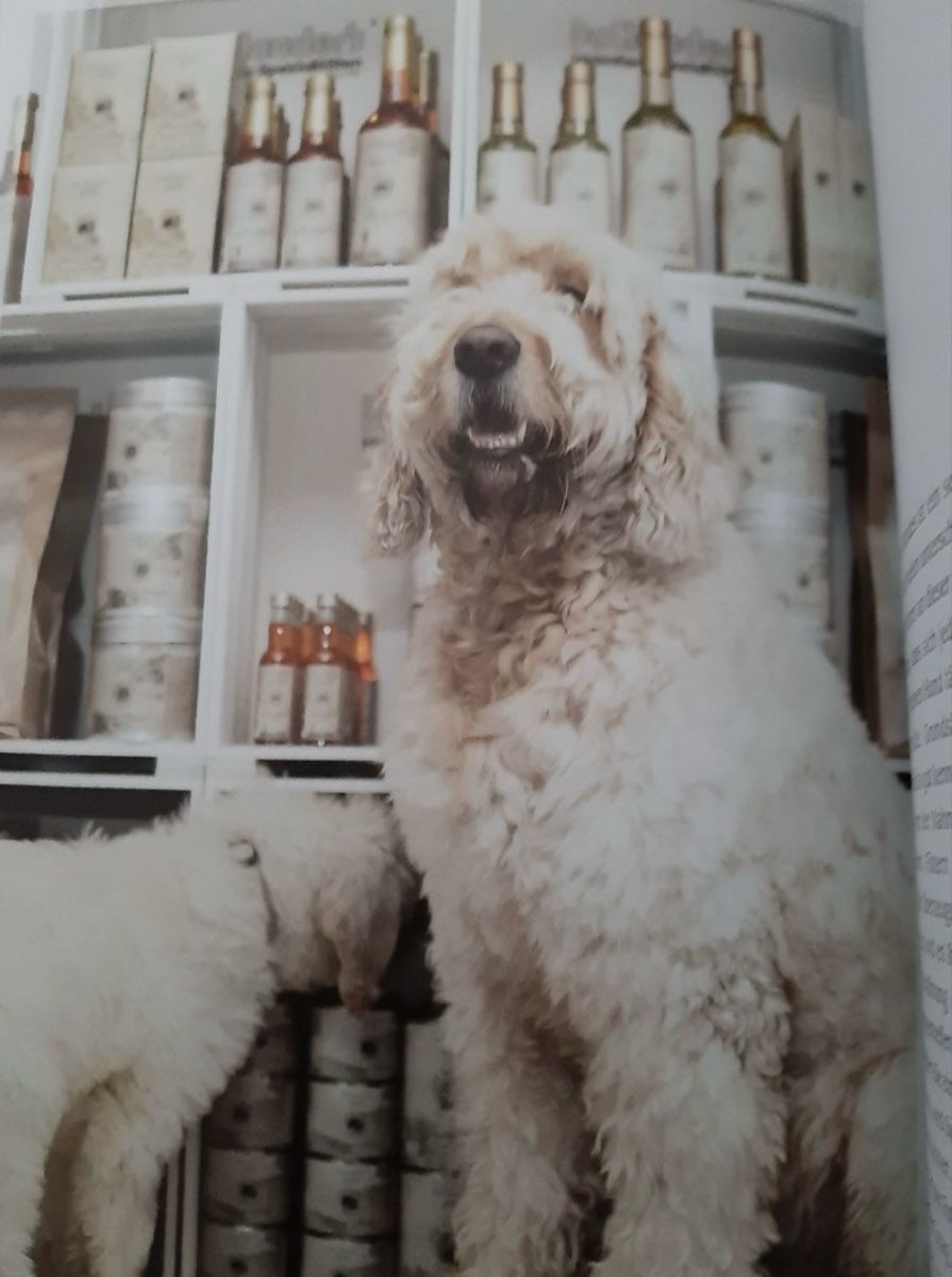 Bücher: Hunde Buch Doodles – Gebraucht aus Bern von Osino 2