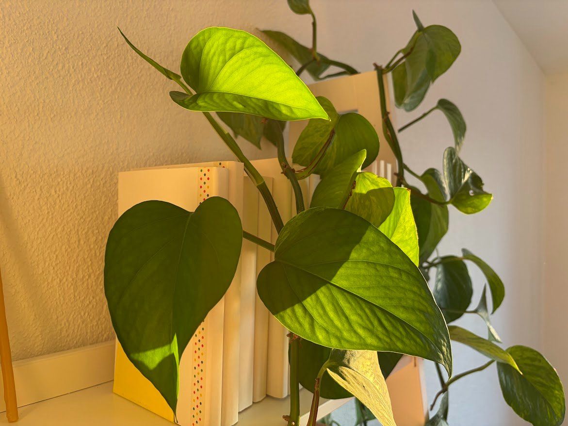 Piante & sementi: Pothos, sehr gesund 4m lang – Usato da Baar venduto da annasorbian 2