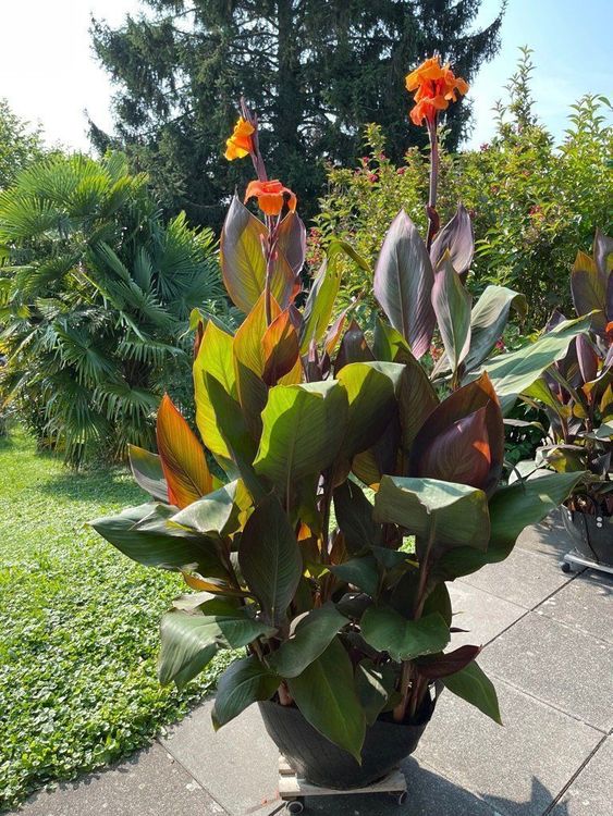 Canna Indische Blumenrohr Pflanze Blüte Orange Acheter sur Ricardo
