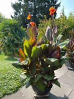 Canna Indische Blumenrohr Pflanze Blüte Orange