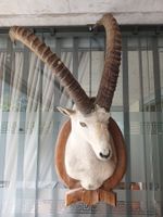 Steinbock Präperat