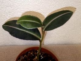 Labisia Pumila " Pink"