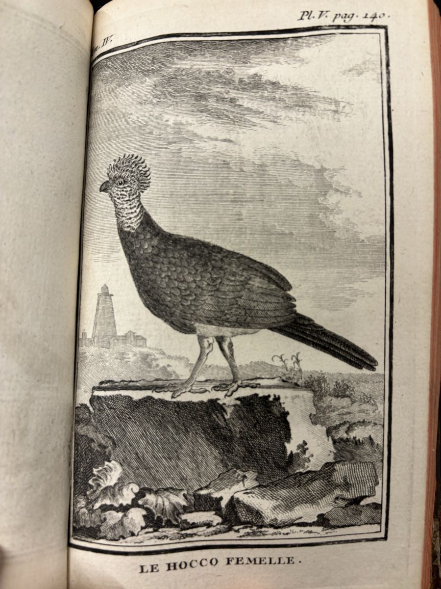 Libri: Histoire narurelle des oiseaux, Buffon, Band 4 – Usato da liebefeld venduto da RolandBern 6