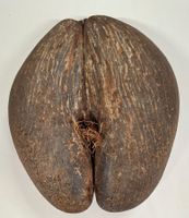 Coco de Mer, Seychellen-Nuss, Palme, grösster Pflanzensame