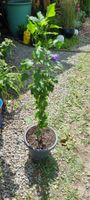 Garteneibisch Hibiscus blau im Topf gut gewachsen