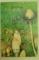 PILZ - GUYANA / CHAMPIGNON - GUYANE– MINISHEET