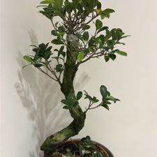 Profile image of Erfani