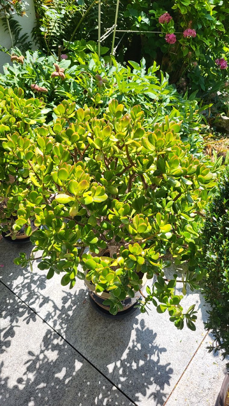 Pflanzen & Samen: Geldbaum 80 cm. hoch – Gebraucht aus Muttenz von Igma 1
