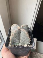 Astrophytum Myriostigma mutation.Quadricostatum