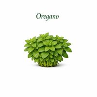 Oregano, Samen für 250 Pflanzen !