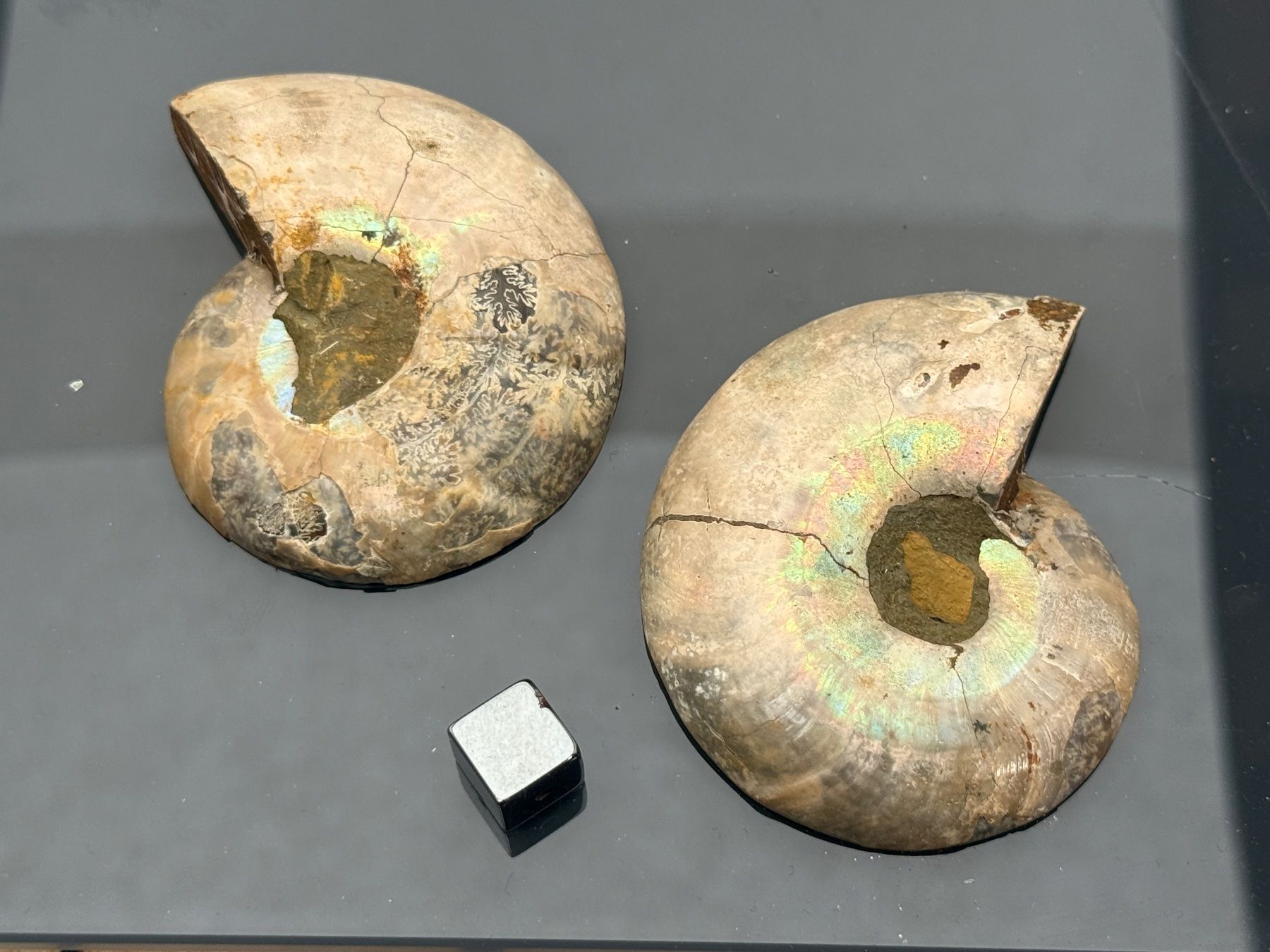 Fossili: Fossil Ammonite halved and polished – Usato da Vésenaz venduto da RMShop 1