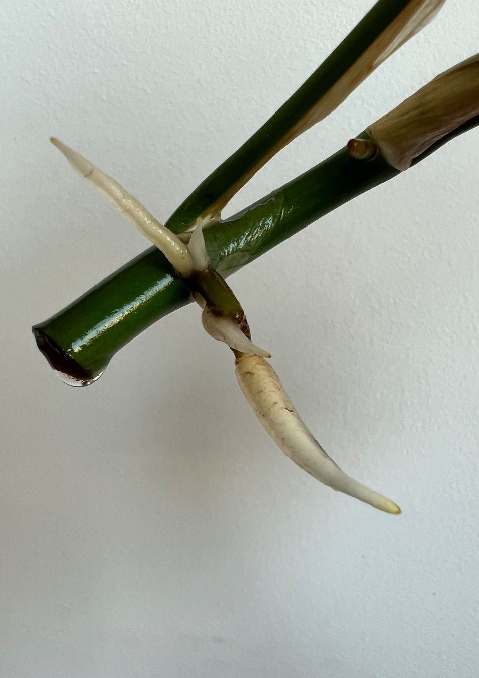 Piante & sementi: Monstera minima, Rhaphidophora tetrasperma Kopfsteckling🤩 – Usato da Glattpark(Opfikon) venduto da ste_n99y 1