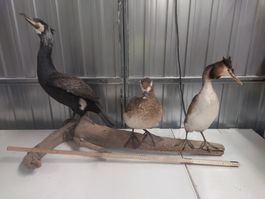 Sehr schöne präparierte Vögel auf Wurzel, Top Zustand