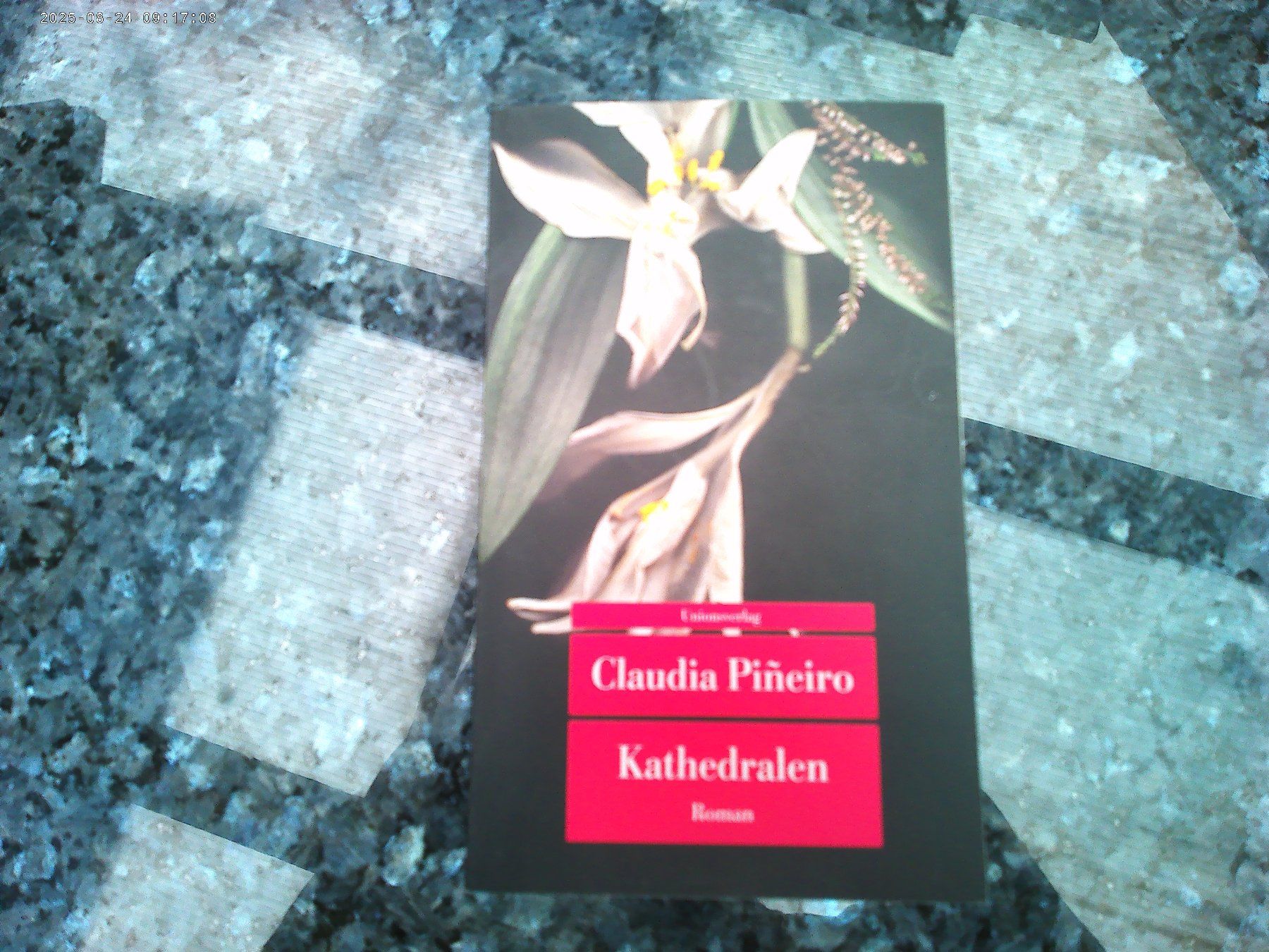 Libri: Kathedralen von Claudia Pineiro – Usato da reitnau venduto da Sib7