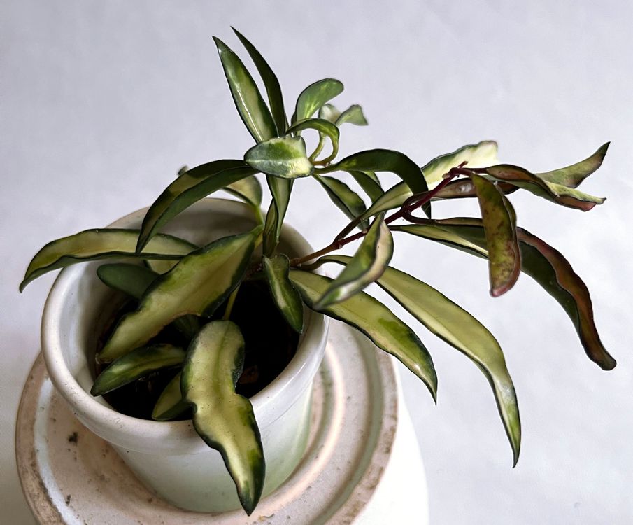 Hoya Wayetii Variegata - Bunte Porzellanblume Als Exotische Zimmerpflanze