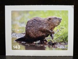 MIGROS MANIA Nature Detectives Nr. 143