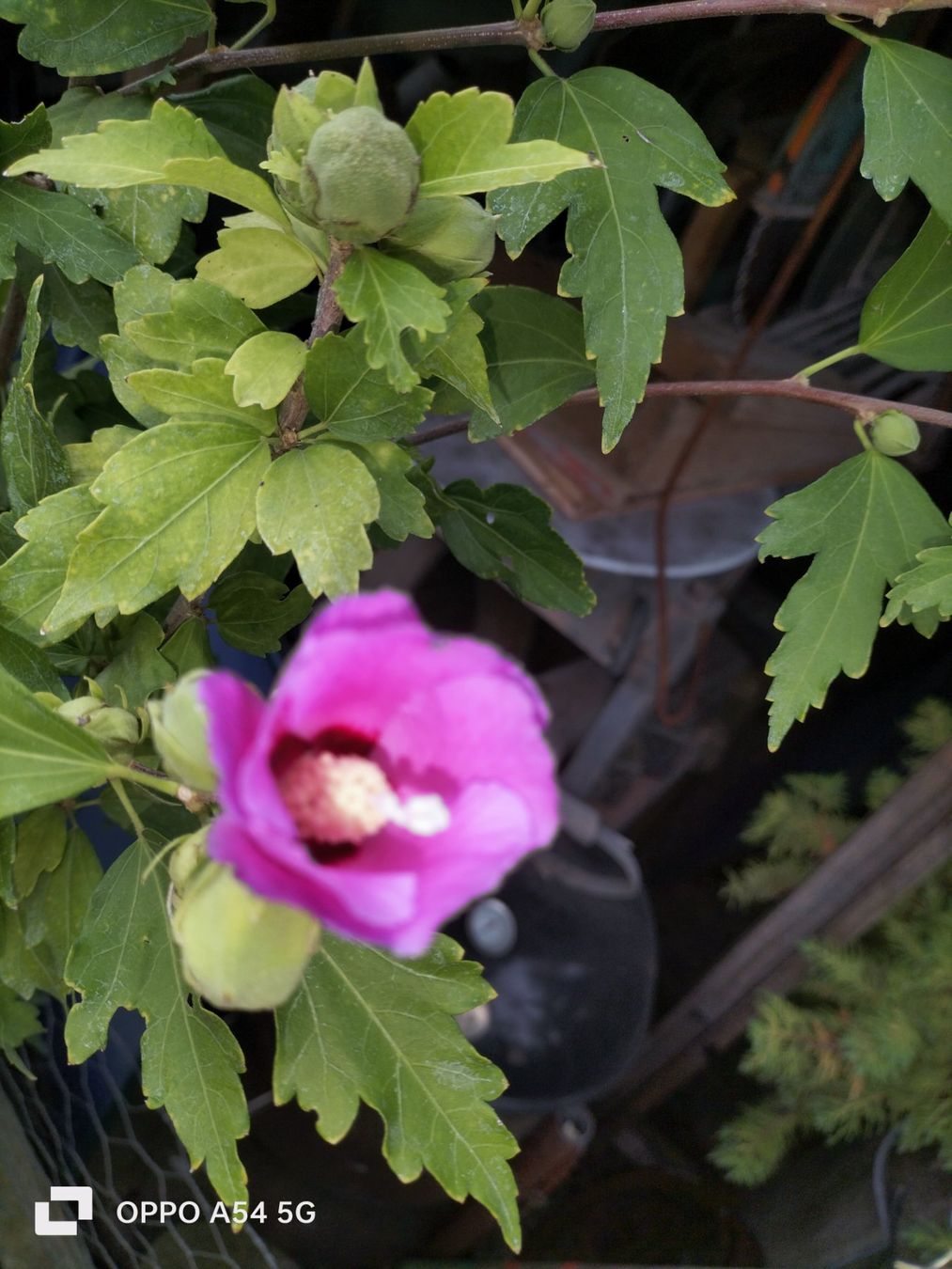 Piante & sementi: Hibiskus Winterhart – Usato da Attelwil venduto da Schneider76 7