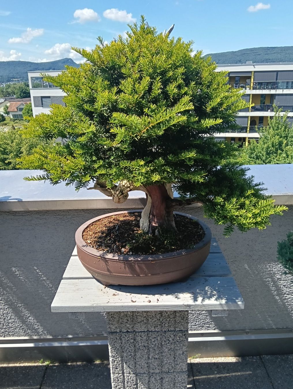 Pflanzen & Samen: Bonsai Eibe – Gebraucht aus Buchs AG von Marcolino08 1