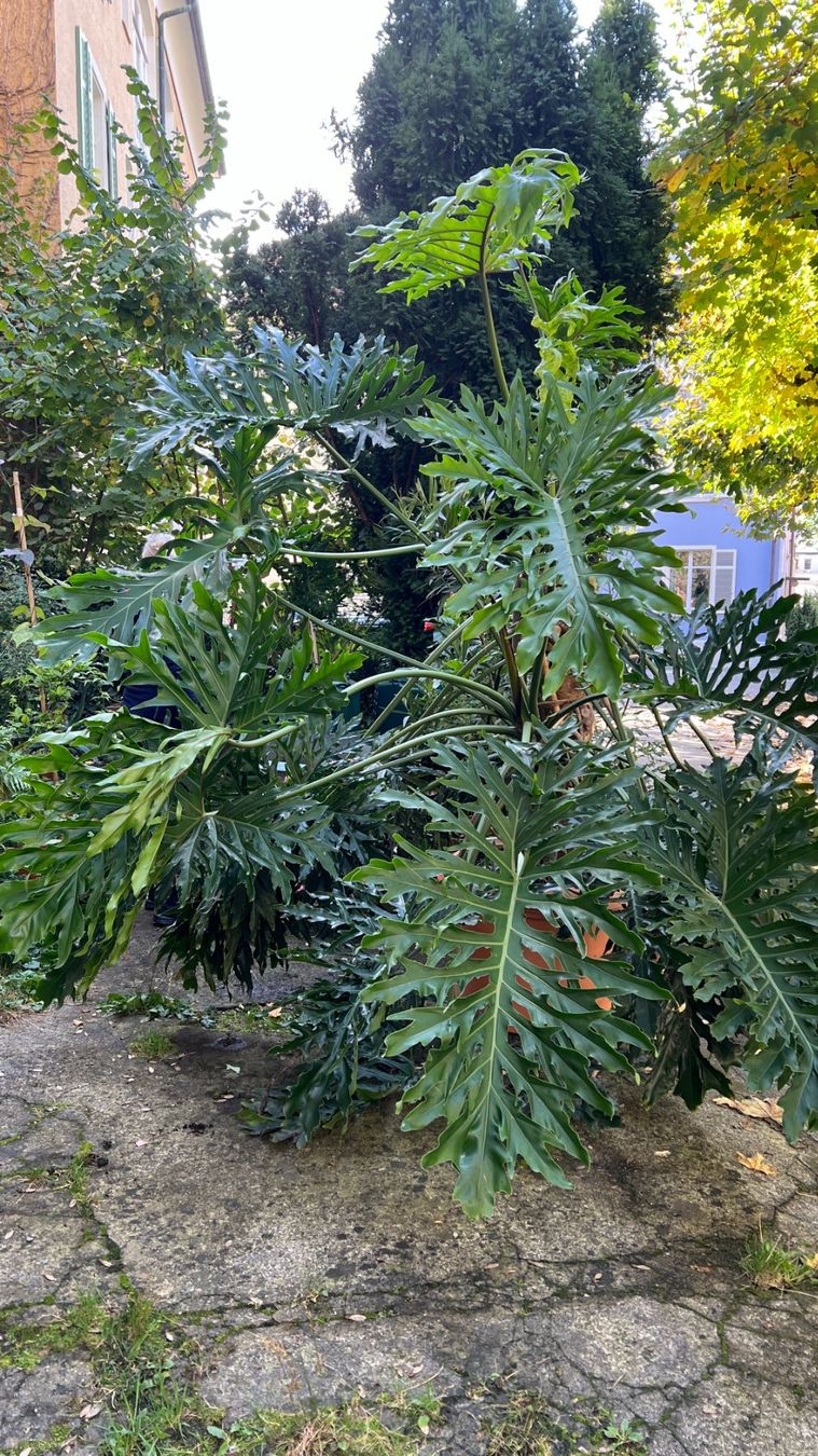 Pflanzen & Samen: Monstera – Gebraucht aus Zürich von Kirk1