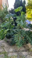 Monstera