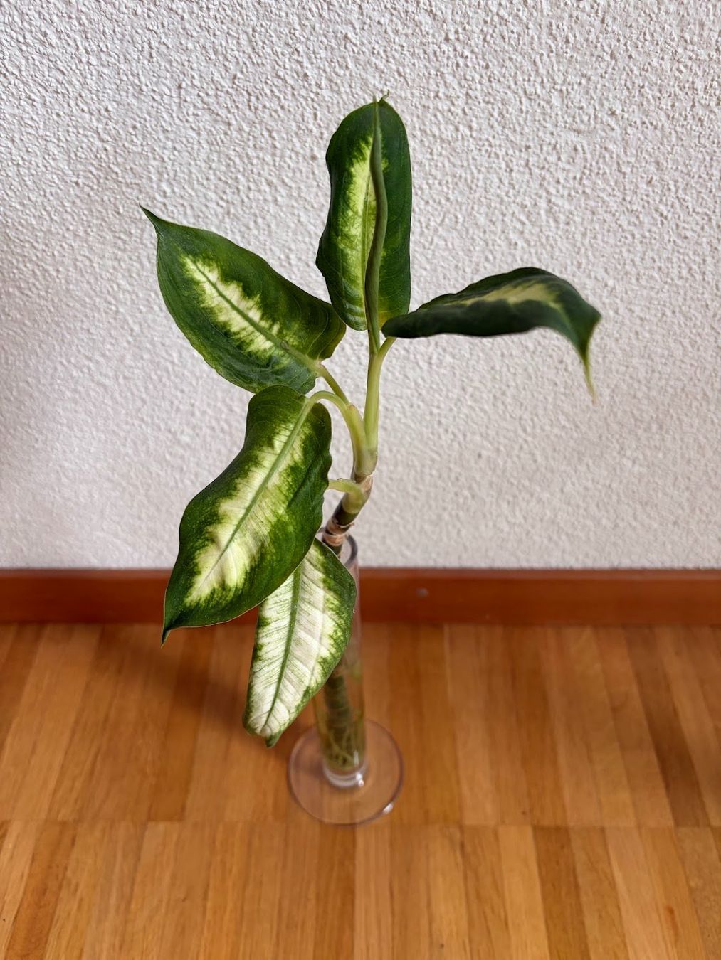 Plantes & graines: Diffenbachia – D'occasion à Baar par annasorbian 3