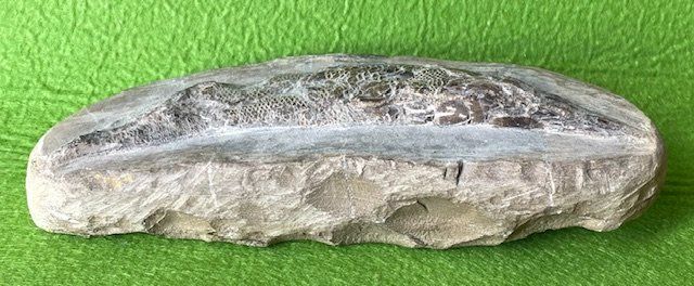 Fossili: Ammonit Fossilien – Usato da Oberrieden venduto da Ket25 1