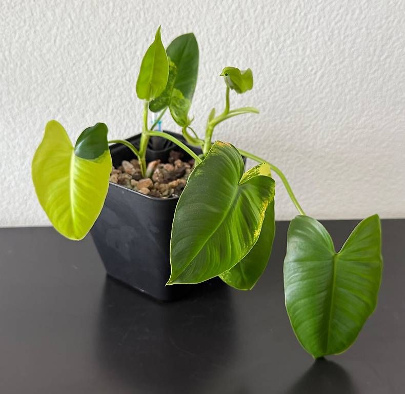 Piante & sementi: Philodendron Burle Marx Variegata, kompakt, 25cm – Usato da Aadorf venduto da Arkabraa 1