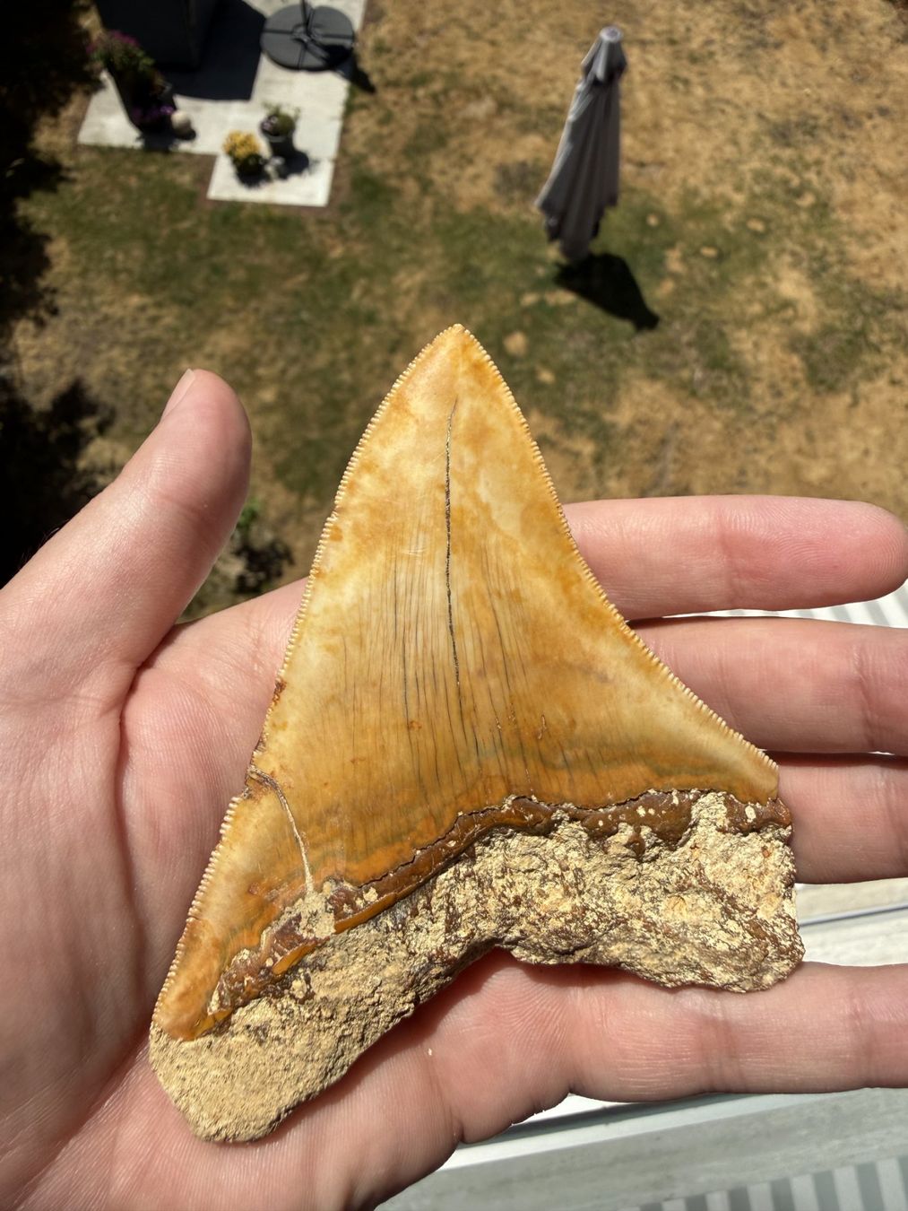 Fossilien: Megalodon Zahn Indonesien – Gebraucht aus schüpfen von rica122 1