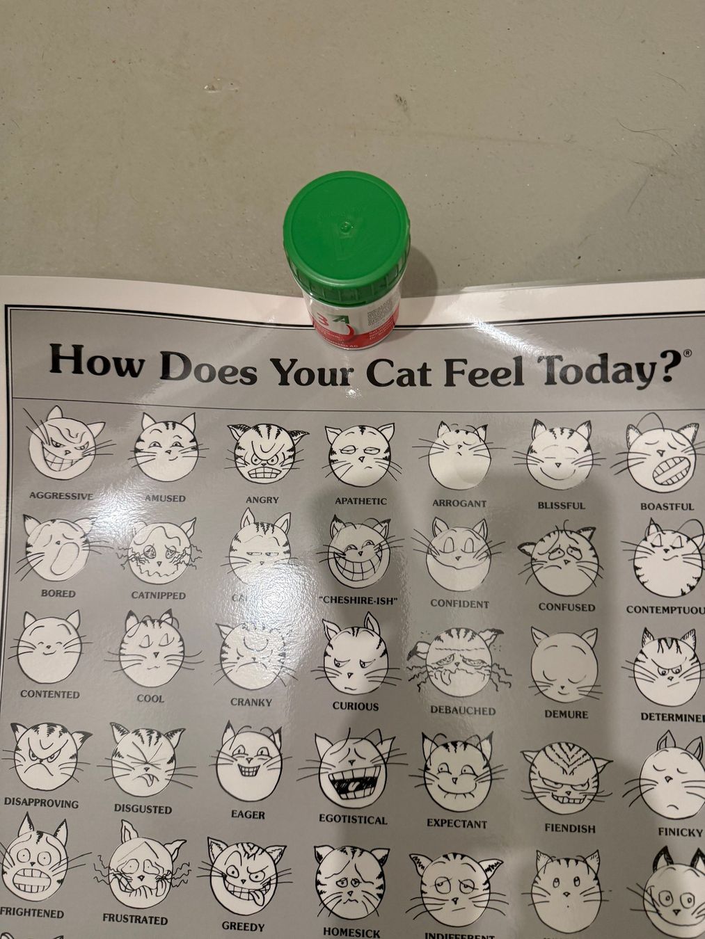 Foto & Immagini: How does your Cat feel today Katzenposter – Nuovo (secondo la descrizione) da Zollikofen venduto da Maria_verena 1
