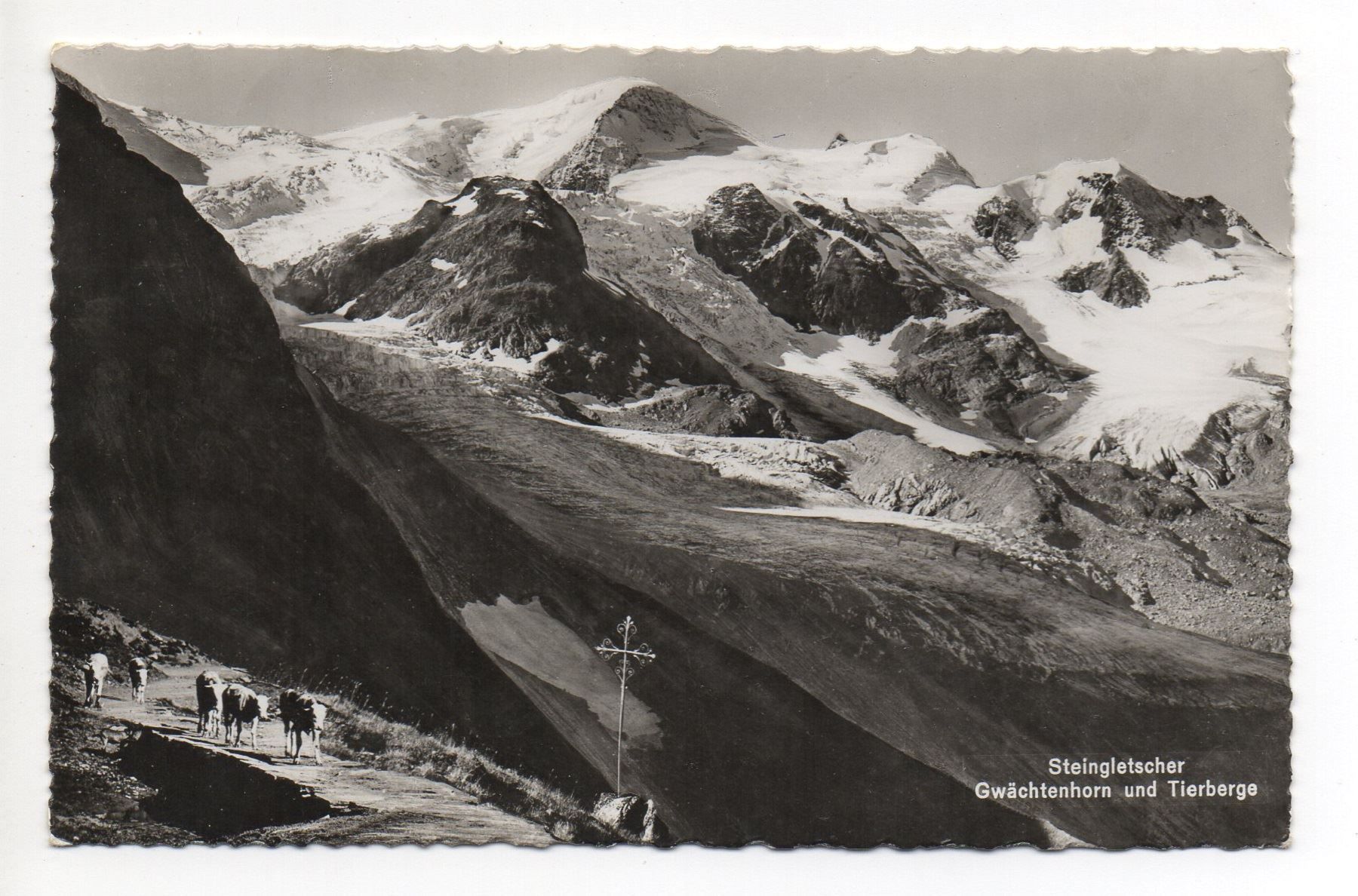 Cartoline postali: SUSTEN Steingletscher - Kühe – Usato da Jona venduto da philajona