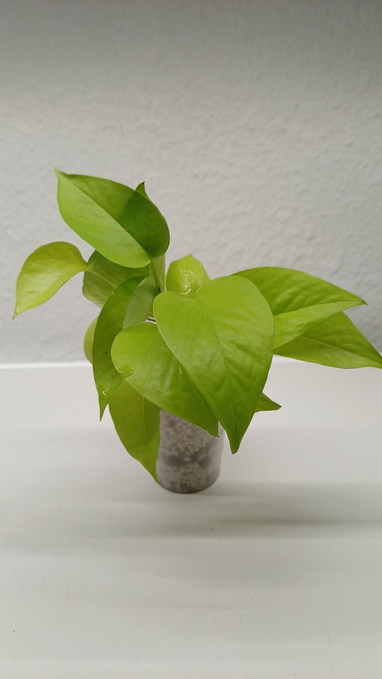 Plantes & graines: Monstera – D'occasion à Bern par uwi_8t7x 2