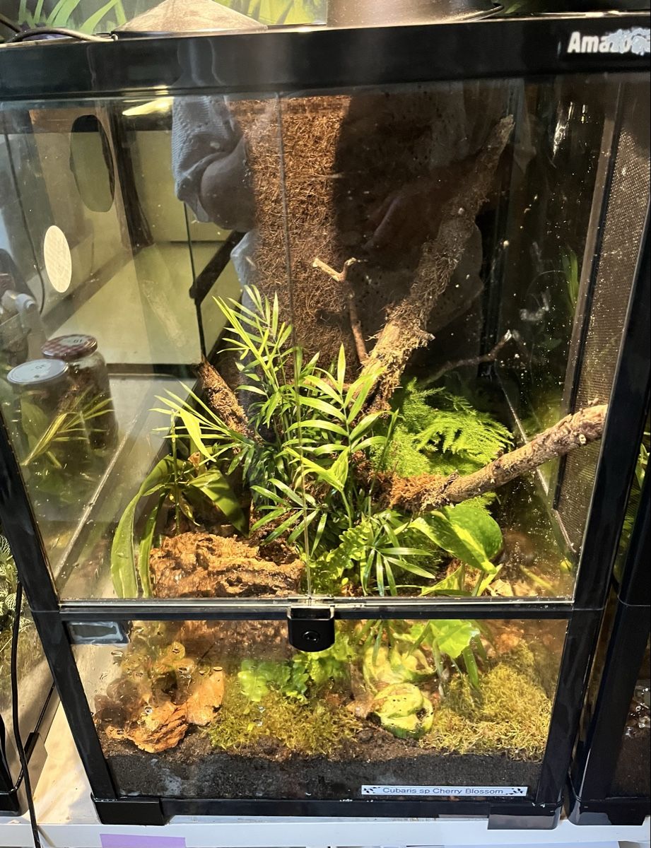 Terrario: Terrarium, fixfertig 60x40x40 – Nuovo (secondo la descrizione) da Bern venduto da E-Pic