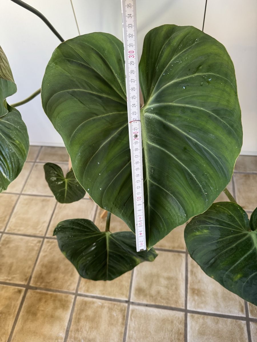 Piante & sementi: Philodendron Gloriosum  – Usato da Sugiez venduto da fabandy16 8