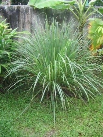 Piante & sementi: Citronnelle - Lemon Grass 3x – Nuovo (secondo la descrizione) da Bremblens venduto da FIBONACCI369 3