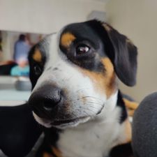 Profile image of Bizio